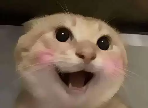 七大中文Meme币是哪些？谁有机会上线币安主站？一文详解