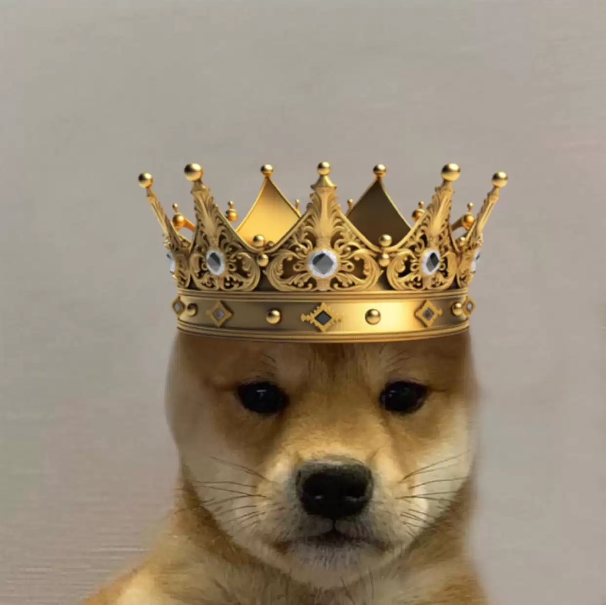 Dogwifhat (WIF)币是什么？从迷因到数十亿美元的市值:代币经济学、风险介绍