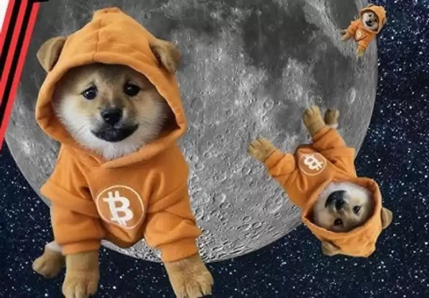 Dog(Bitcoin)币是什么？未来前景如何？DOG币价格走势分析及未来展望