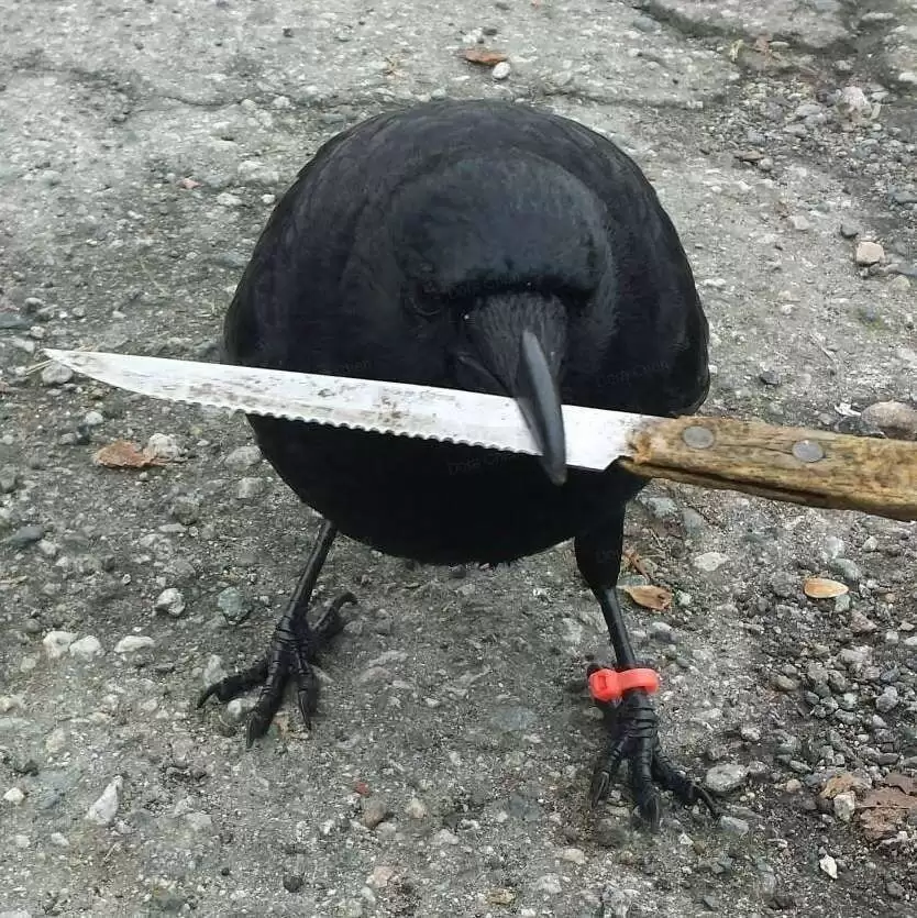 Crow with Knife (CAW)币是什么？CAW代币经济学、未来展望及价格预测