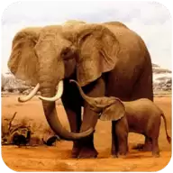 大象模拟器