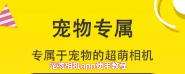 宠物相机App使用教程：轻松拍出专业级萌宠大片