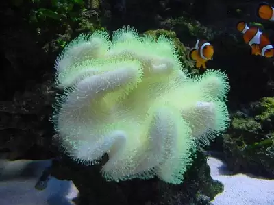 珊瑚年龄如何判断？揭秘常用的3大生理指标