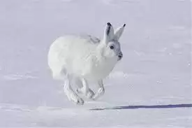 北极兔毛色冬季变白有什么好处-北极兔冬季毛色变白利于什么