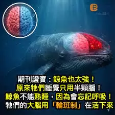 哪种海洋哺乳动物能头朝下睡觉