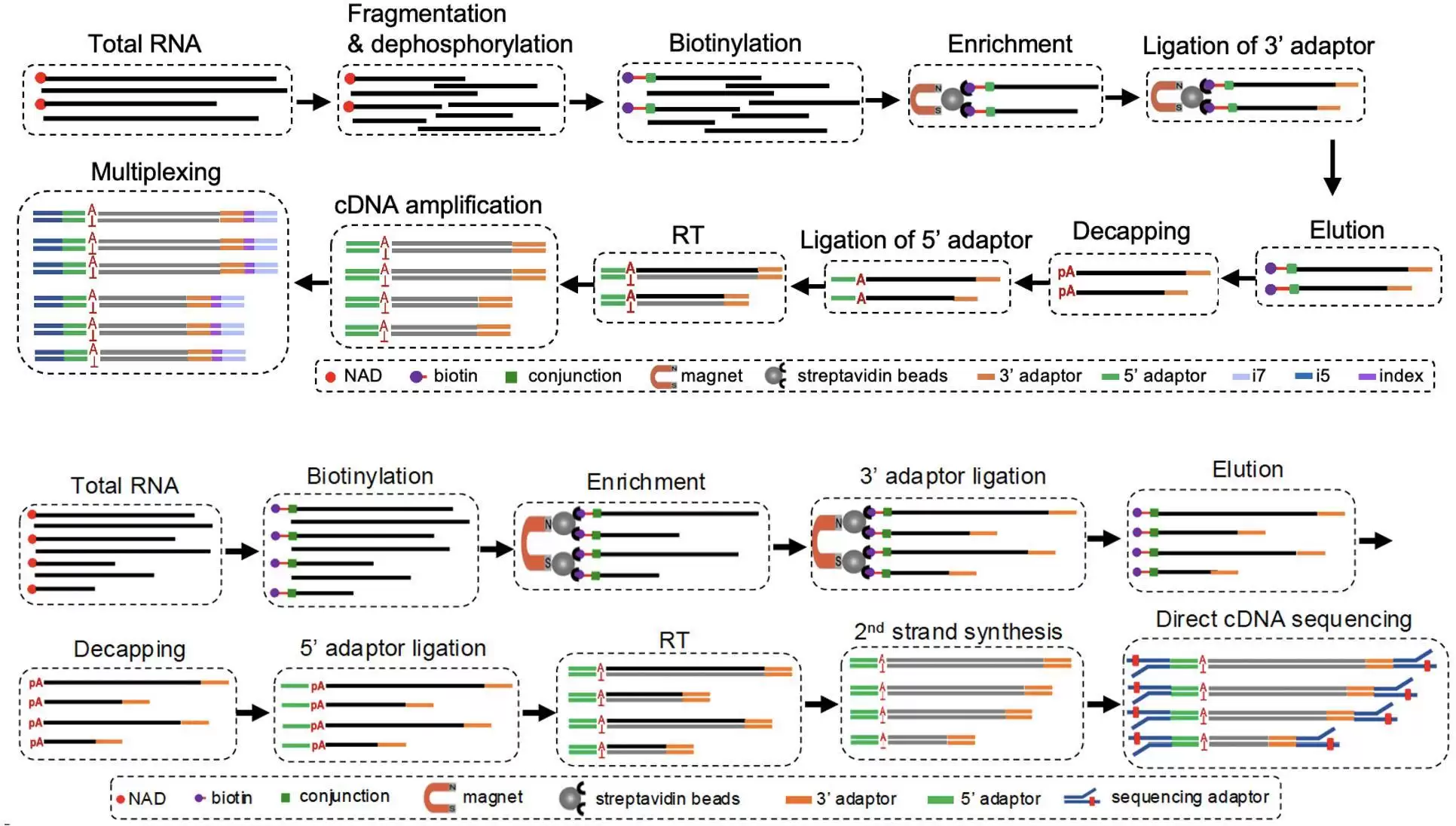 中国团队为破解细菌基因“开关”密码提供关键图谱